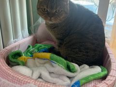 -纳吉亚猫专科动物医院博雅分院
