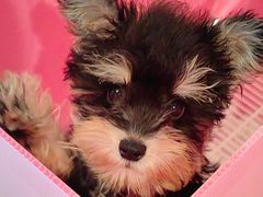 -翊宠yipet猫狗购宠庄园犬舍•猫舍