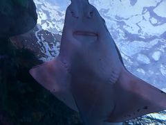 -瑞普利水族馆