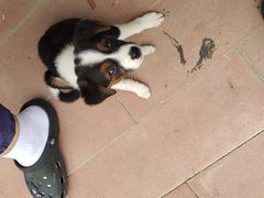 -瑞派福兴宠物医院犬猫全科·骨科·中西医结合(河东店)