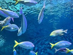 -上海海洋水族馆