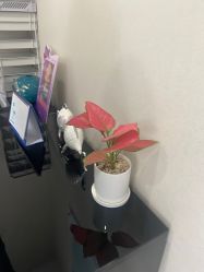-上海漾颜医疗美容