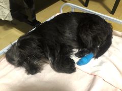 -艾贝尔宠物医院·狂犬免疫点(江山金象城店)