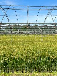 -圣露庄园·草坪婚礼·宴会厅·会议