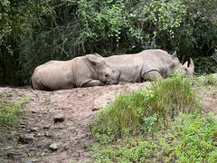 -奥兰多迪士尼动物王国乐园