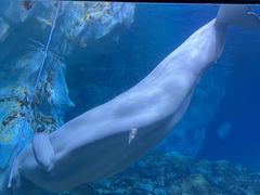 -珠海长隆海洋王国