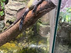 -上海大自然野生昆虫馆(东方明珠·爬宠昆虫探索中心)
