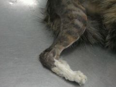 -瑞派动物医院·绝育·犬猫全科·预防医学(光景江南中店)