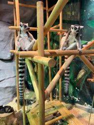 -Zoolung Zoolung动物主题公园(海信广场店)