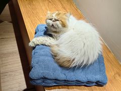 -有猫主题·治愈系猫咖(曾厝垵店)