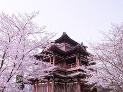 -西安青龙寺遗址景区