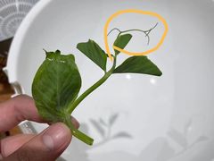 -胡马八破·川菜小馆(高新万达店)