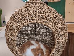 -飞行喵MR PILOT|猫舍·猫咖(静安大融城店)