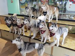 -Husky Go! 哈士奇体验馆·宠物咖啡厅狗咖