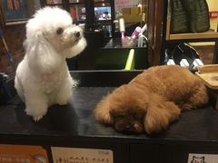 -more than meow吴止猫主题餐厅(承德 中船汇店)