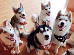 -Husky Go! 哈士奇体验馆·宠物咖啡厅狗咖