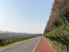 -上海长兴岛郊野公园