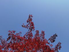-和平公园