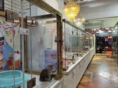 -糯米喵星人总部直营旗舰店·猫舍·幼猫出售