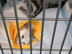 -顺强宠物诊所·狂犬免疫·夜诊·骨科(嘉定店)