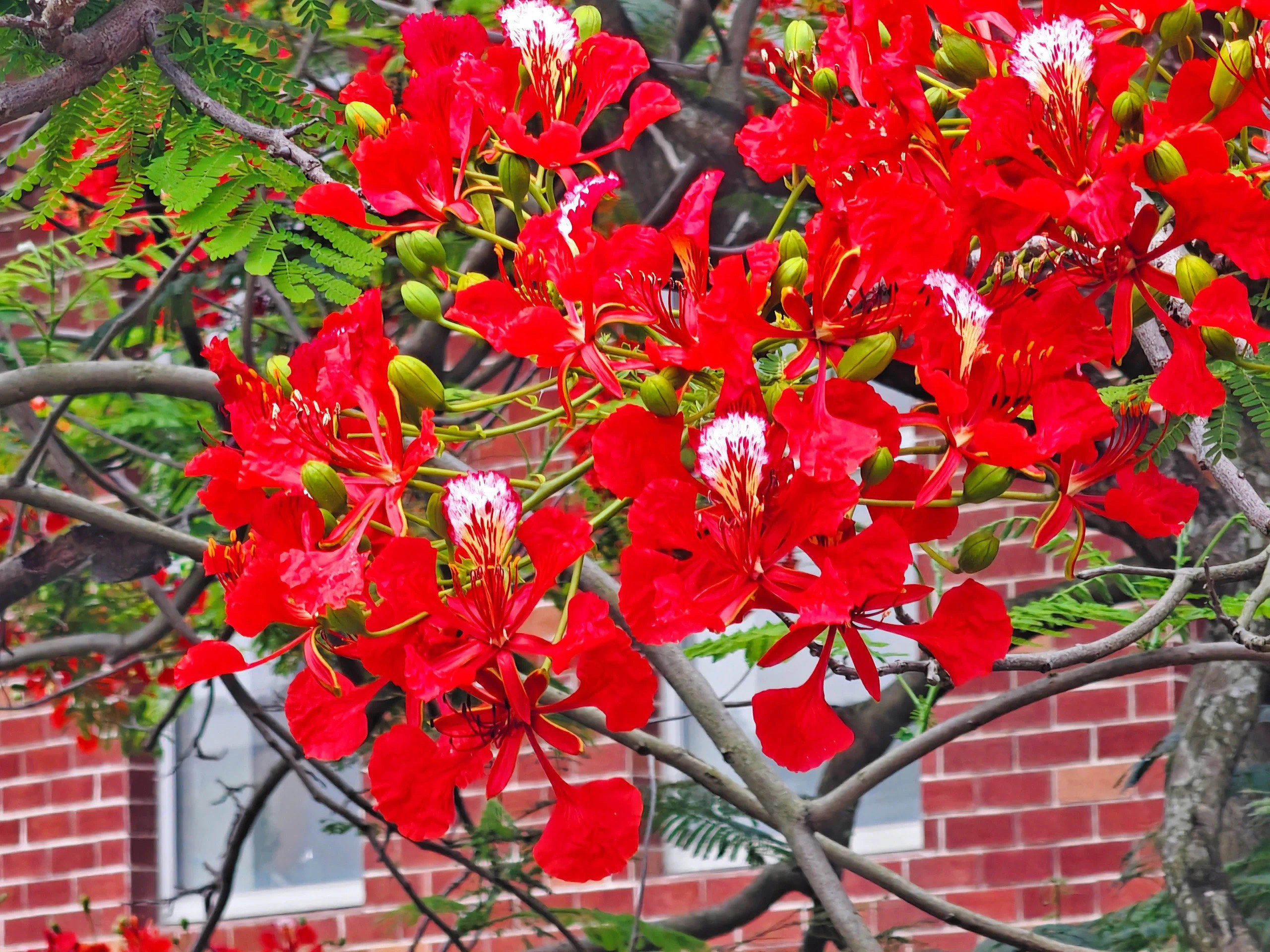 深圳5🈷️最美凤凰花已开!