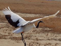 -盐城丹顶鹤湿地生态旅游区
