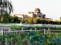 -莲花池公园