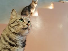 -猫儿山۰猫主题餐厅
