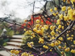 -无锡梅园公园
