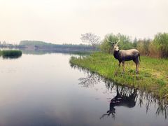 -溱湖国家湿地公园