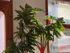 -如果枫糖(万达店)