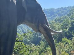 -栾川竹海野生动物园