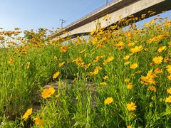 -白鹭湾湿地公园