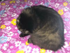 -喵百万·布偶·蓝金金渐层英短·猫舍(百子湾店)
