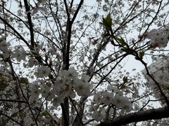 -高东镇樱花园