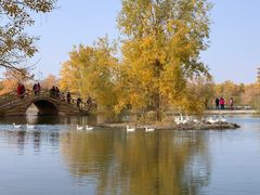 -金塔沙漠胡杨林景区