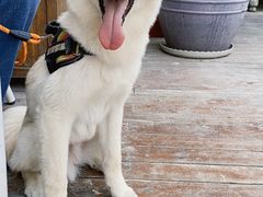 -素心小筑(后沙裕镇店)