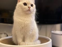 -东方名猫馆·英短金渐层布偶猫舍(环线广场1号楼店)