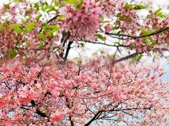 -武汉大学-樱园