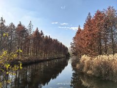 -溱湖国家湿地公园