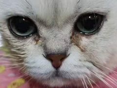 -安安宠物医院(情缘分院)