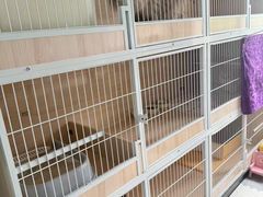 -珠海悠米米努特矮脚猫舍