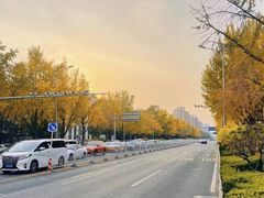 -三里屯东五街银杏大道