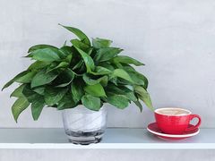 拿铁-COFFEE CALL(云锦路店)
