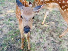 -北京鹿世界主题园