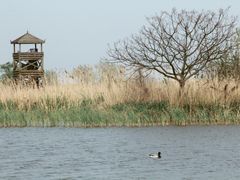 -盐城丹顶鹤湿地生态旅游区