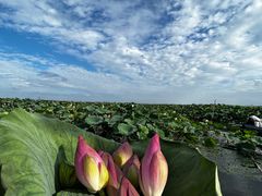 -渔娘蟹庄(阳澄湖莲花岛店)