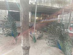 -草根堂农场