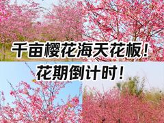 -天适樱花悠乐园