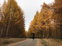 -塞罕坝国家级自然保护区